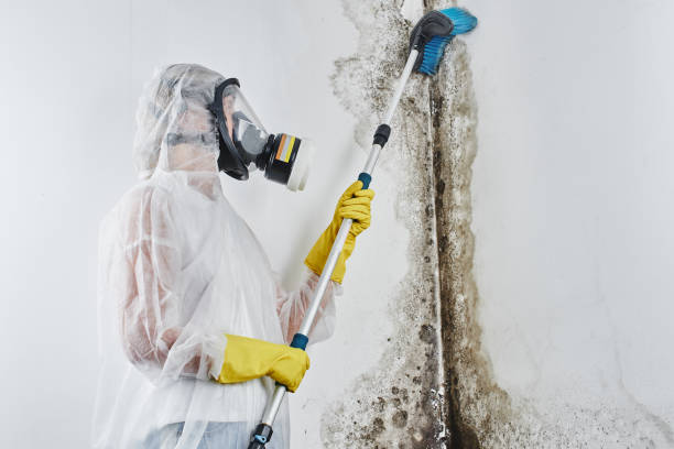 Best Commercial Mold Removal  in Vinton, IA