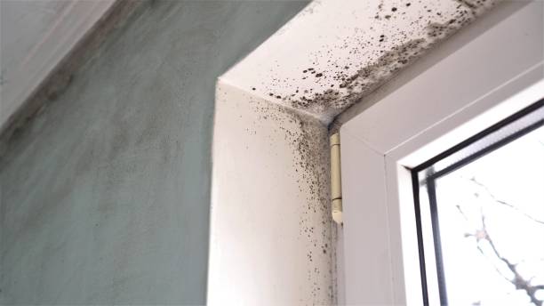 Mold Removal Process in Vinton, IA