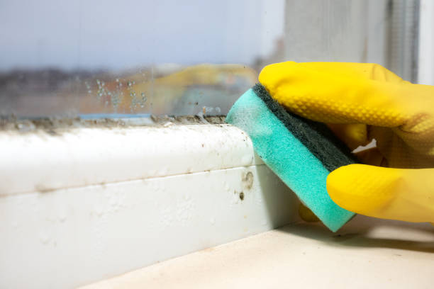 Best Crawl Space Mold Removal  in Vinton, IA