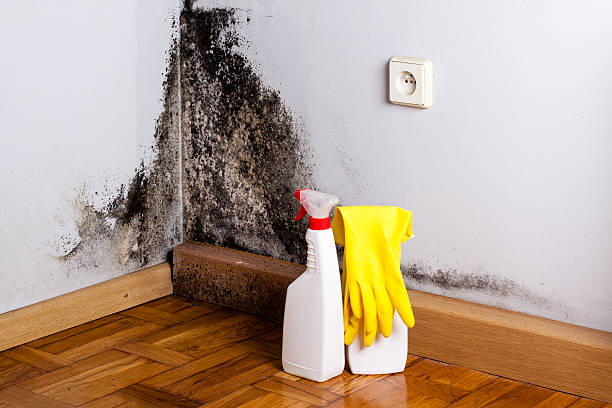 Best Toxic Mold Removal  in Vinton, IA