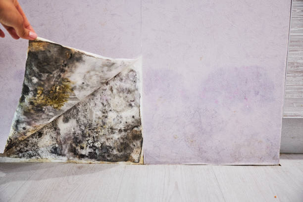 Best Home Mold Removal  in Vinton, IA
